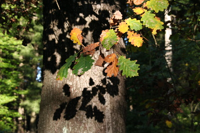 Blätter im Herbst