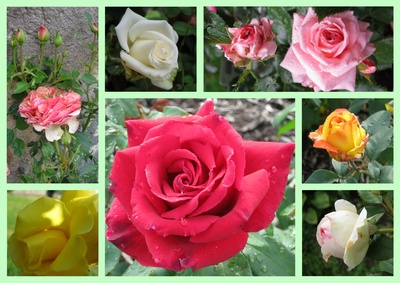 Collage mit Rosen