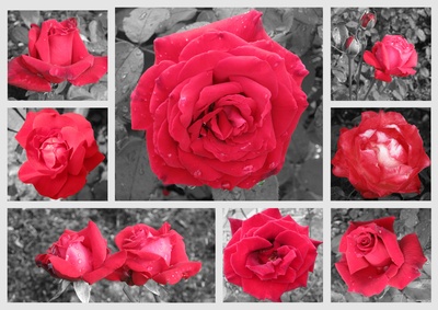 red roses for a blue lady...