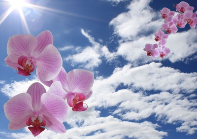 Collage mit Orchideen