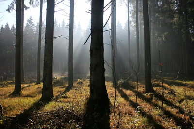 Herbstwald b