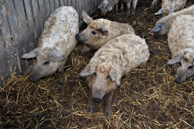 Wollschweine auf dem Bauernhof.
