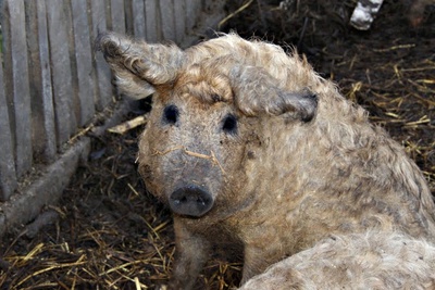 Mangalitza auf deutsch „Wollschwein” Mangalitza auf deutsch „Wollschwein”