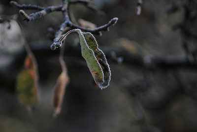 Ein Blatt vm Baum