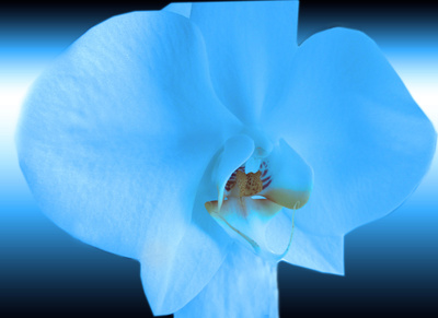 Blue Orchidee