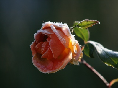 winterrose ...2