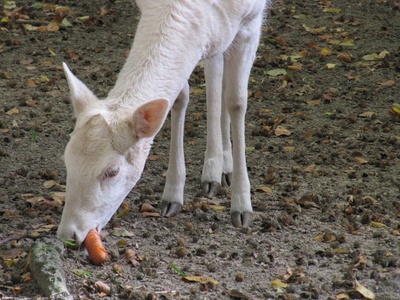 Albino-Reh uns seine Möh-Re