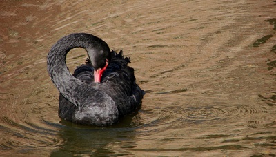 Schwarzer Schwan