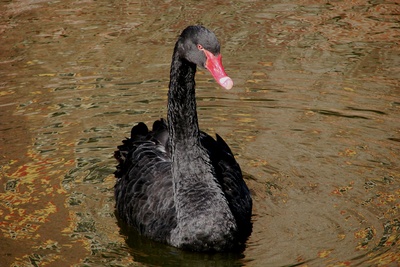 Schwarzer Schwan #2