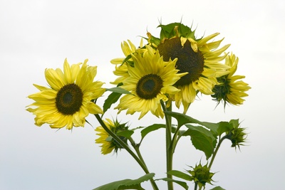 Sonnenblumen Gruppe