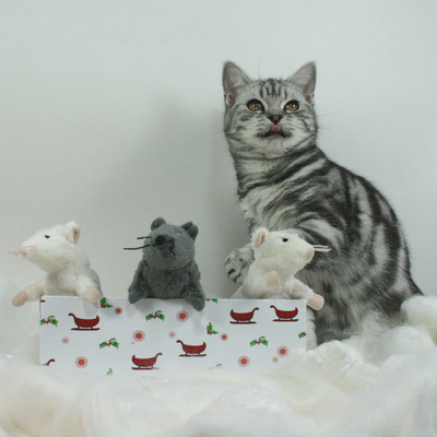 Was Katzen sich zu Weihnachten wünschen.....