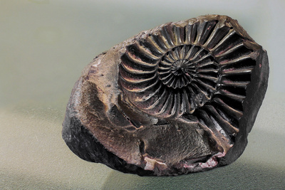 Fossil