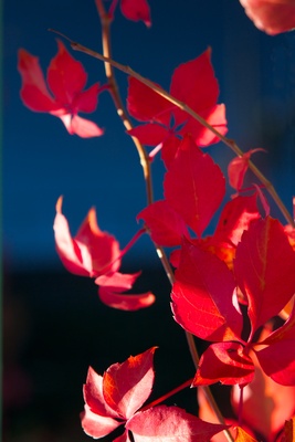 rote Herbstblätter