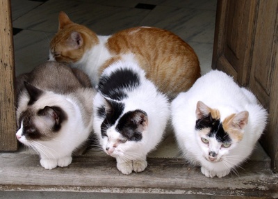 Katzen in einer Haustür