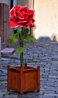 Rose im Burgviertel