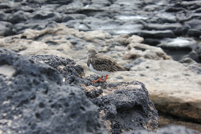 Strandläufer