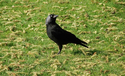 Die Dohle (Corvus monedula) #2