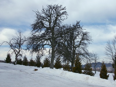 Winterlandschaft