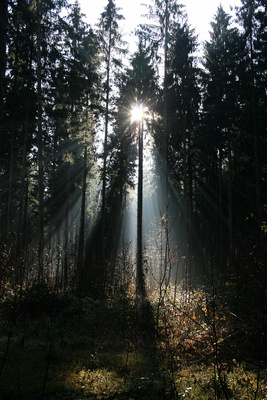Herbstwald f