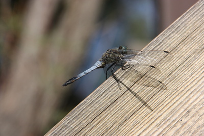 Libelle blau