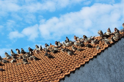 Die Taube auf dem Dach...