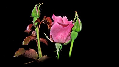 Rosen bei Nacht