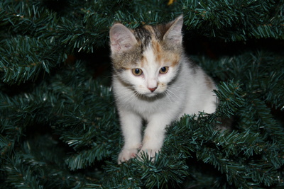 Kätzchen im Weihnachtsbaum