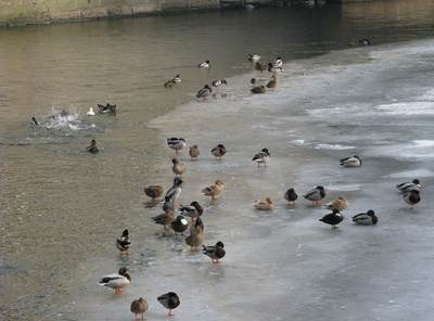 Enten am gefrorenen Ufer