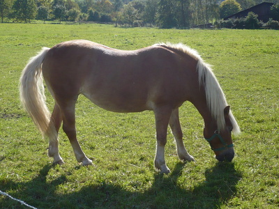 Pferd  im Sauerland