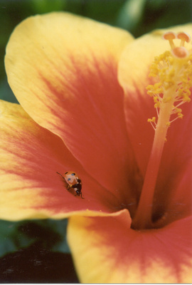 Hibiskusblüte mit Marienkäfer