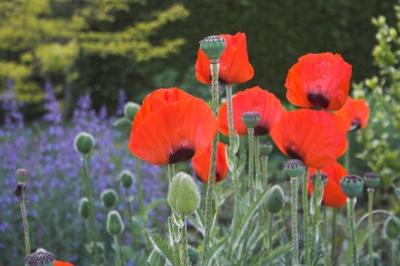 Mohn