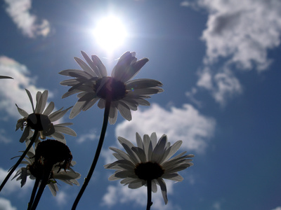 Blumen im Sonnenstrahl