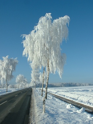 Eisbirke