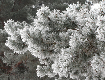 Schneebedeckt  (Jan 2011)