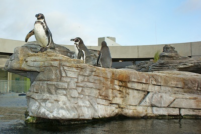 Felsen der Pinguine