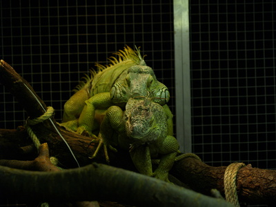 Grüne Leguane (Iguana Iguana) Š Paarungsbiss Grüne Leguane (Iguana Iguana) Š Paarungsbiss