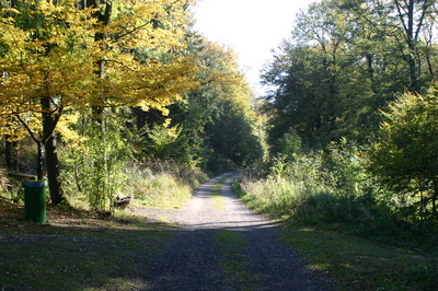 Waldweg