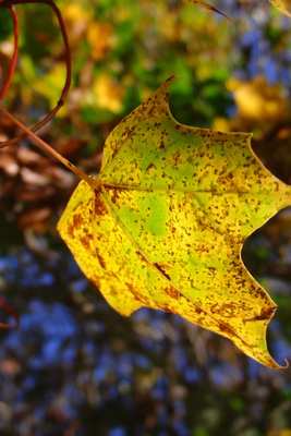 Herbstblatt