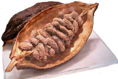 Eine Kakaofrucht mit Bohnen - getrocknet