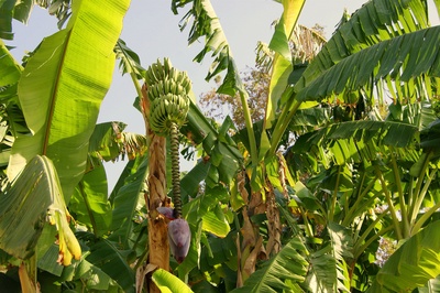 Bananen im Karaalioğlu Park