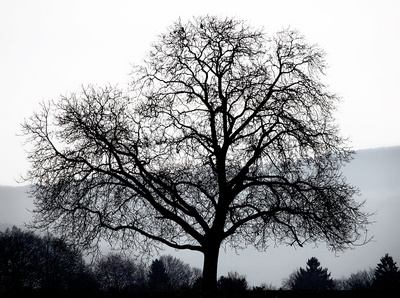 Der Baum