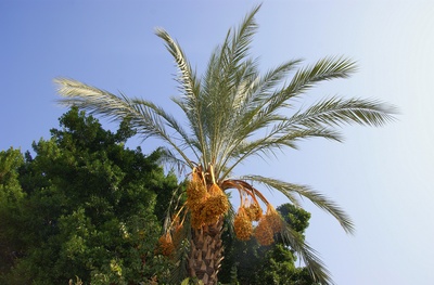 Dattelpalme im Karaalioğlu Park