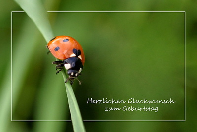 Glückwünsche Zum Geburtstag Marienkäfer gute geburtstagssprüche