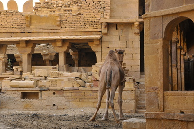 Baustelle mit Kamel