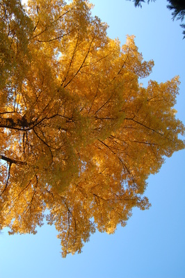 Der goldene Herbst