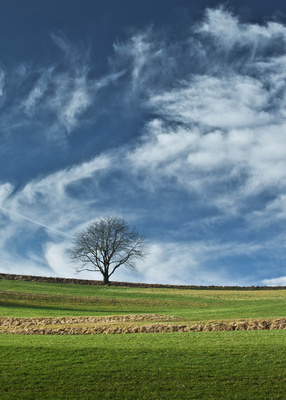 Baum in Farbe