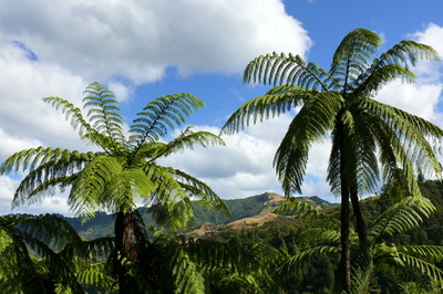 Baumfarne - typisch für Neuseeland