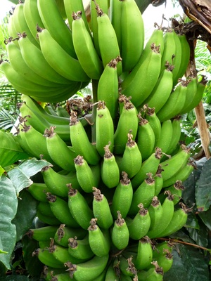Frucht Banane 01