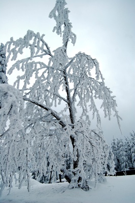 Verschneiter Winterbaum
