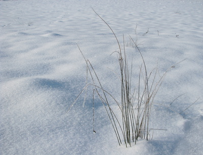 Grasbüschel im Schnee